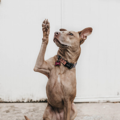 camylla-battani-AoqgGAqrLpU-unsplash(1)